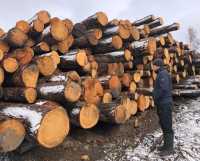 Вот ветровальный лес, убранный на территории Усть-Бюрского лесничества в прошлом году. Здесь, а ещё в Туимском лесничестве в основном велись работы в 2021-м.  Убрано в целом 66 тысяч кубометров древесины. 