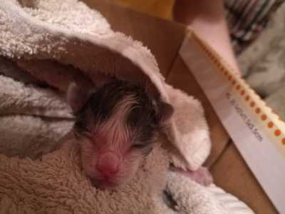 В Абакане срочно нужна помощь новорожденному котенку, найденному у подъезда
