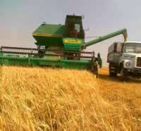 В Бейском районе собран урожай зерновых