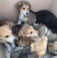 В Хакасии похищенную собаку нашли на дачах со щенками
