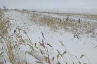 Аграрии Хакасии подсчитывают убытки от прошедшего снегопада