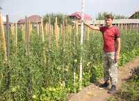 Виктор Иванов говорит, что урожайность привитых овощей в два раза больше, чем непривитых. 