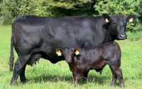 Безрогие чёрные коровы: в Хакасии разводят необычный скот