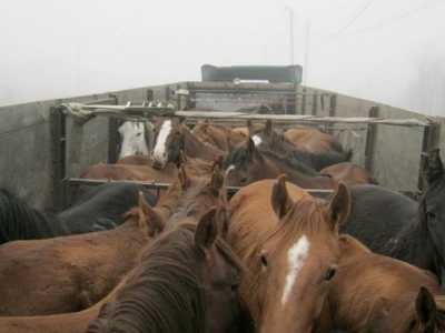 В Хакасии во время перевозки лошадей погиб жеребёнок