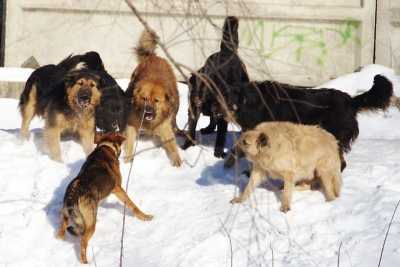 Стая бродячих собак напала на восьмилетнего мальчика в Красноярске