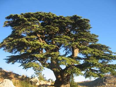 Жителей Хакасии могут принять участие в конкурсе «Деревья – памятники живой природы»