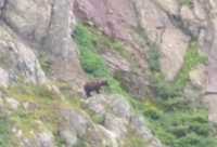 Медведицу с тремя малышами сняли на видео у Чёрного Июса в Хакасии