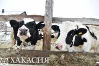 Коровок жалко: узелковый дерматит продолжает расползаться по Хакасии