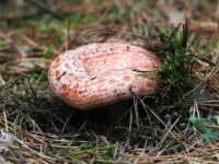 Жителей Хакасии предупреждают о возможных отравлениях грибами