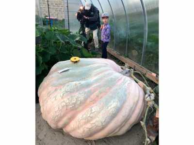 Тыкву-гиганта весом 520 килограммов вырастили в Подмосковье