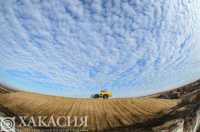 В двух районах Хакасии намолотили 976 тонн зерна