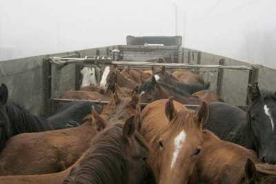Лошадей из Хакасии не пустили в Казахстан