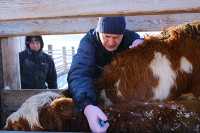 Ветврач Усть-Абаканской ветеринарной станции Ян Дорохов, как и его коллеги, утверждает, что вакцинация — единственный способ побороть заразную болезнь. Это обязательная процедура, которой подлежит каждое восприимчивое к вирусу животное. 