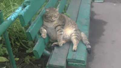 На Алтае нашли «самого толстого» кота