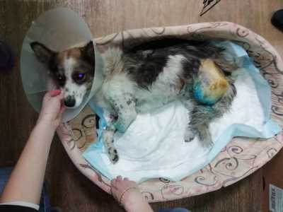 Собака, которая лишилась двух лап на разрезе в Хакасии, нашла дом в Германии