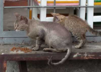 В Абакане мама-кошка оказалась с котенком на улице
