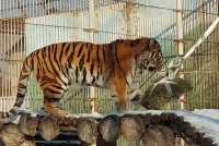 Довольная киса: сотрудники зоопарка показали, как завтракает тигрица