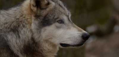 В Хакасии изменили сроки охоты на медведя и волка