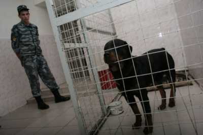 В Хакасии осудили хозяина собак, загрызших ребенка
