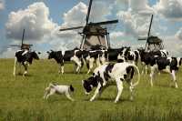 В Усть-Абаканском районе житель натравливал собаку на стадо коров, за что поплатился