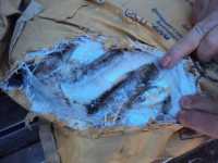 10 мешков подозрительной рыбы везли в Черногорск