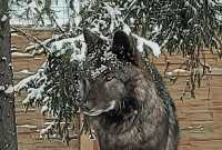 Нюхают, лижут и фыркают: как звери в Абакане встретили первый снег