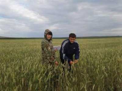 В Хакасии проходит апробация посевов